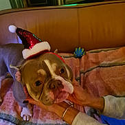 Alpha a rejoint le concours — aidez-le/la à gagner de superbes lots ! animal, blanket, brown, bulldog, christmas, companion, couch, cozy, cute, dog, festive, hands, hat, indoor, pet, pink, portrait, santa_hat, seated, white