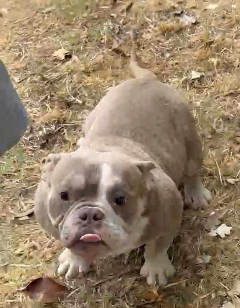 Alpha