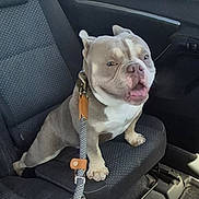 Alpha participe au concours pour gagner de l'argent avec cette photo : animal, brown_and_white, canine, car_seat, close_up, dog, domestic_animal, ears, four_legs, happy, inside_car, leash, muzzle, pet, pet_accessory, puppy, seat, short_hair, sitting, tongue_out