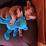 dog, sleeping, stuffed_toy, blue_teddy_bear, cushion, indoor, pet, brown_dog, relaxed, resting, floor_tiles, paw, collar, furniture, cozy, domestic, animal, cute, home, comfort