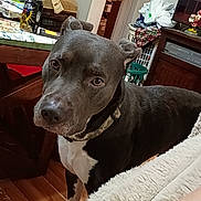 Rocky joined the competition — help win amazing prizes! dog, black_and_white, indoor, living_room, wooden_floor, furniture, table, picture_frame, household_items, curious, pet, canine, collar, domestic, flooring, wall_art, cozy, looking, animal, companion