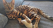 Baya a rejoint le concours — aidez-le/la à gagner de superbes lots ! cat, bengal_cat, pet, animal, feline, spotted_fur, striped_fur, green_eyes, whiskers, pointed_ears, lying_down, resting, toy, white_toy, sofa, couch, indoor, home, portrait, closeup