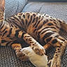 cat, bengal_cat, pet, animal, feline, spotted_fur, striped_fur, green_eyes, whiskers, pointed_ears, lying_down, resting, toy, white_toy, sofa, couch, indoor, home, portrait, closeup