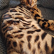 Baya a rejoint le concours — aidez-le/la à gagner de superbes lots ! cat, bengal_cat, feline, pet, animal, portrait, close_up, spotted_coat, striped_coat, green_eyes, pointed_ears, whiskers, lying_down, lounging, armchair, indoor, home, textured_fabric, tail, photography