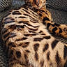 cat, bengal_cat, feline, pet, animal, portrait, close_up, spotted_coat, striped_coat, green_eyes, pointed_ears, whiskers, lying_down, lounging, armchair, indoor, home, textured_fabric, tail, photography