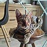 Baya participe au concours pour gagner de l'argent avec cette photo : bengal_cat, cat, feline, pet, animal, portrait, close_up, striped_fur, spotted_fur, large_ears, green_eyes, whiskers, alert, sitting, lying_down, wooden_stool, indoors, furniture, laundry_rack, home_interior