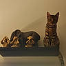 Baya participe au concours pour gagner de l'argent avec cette photo : cat, tabby_cat, animal, pet, sitting, shelf, floating_shelf, indoor, home_decor, statue, mouse_statue, monkey_statues, golden_figures, three_monkeys, wall, furniture, tail, whiskers, striped_fur, portrait