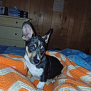 Xander is registered to the contest to win money with this photo: dog, puppy, small_dog, ears, blanket, knitted_blanket, orange, white, bed, indoor, wood_panel_wall, dresser, furniture, flash, blue_eyes, pet, cute, animal, cozy, resting