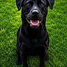 Kovu is registered to the contest to win money with this photo: dog, black_dog, grass, outdoor, pet, canine, happy, smiling, sitting, animal, nature, mammal, friend, playful, portrait, fur, tongue, ears, eyes, nose