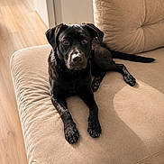 Kovu joined the competition — help win amazing prizes! dog, black_dog, pet, couch, sofa, indoor, wooden_floor, relaxing, animal, canine, fur, looking_at_camera, home, domestic_animal, companion, laying_down, ears, tail, paws, bright_light