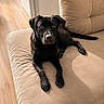 dog, black_dog, pet, couch, sofa, indoor, wooden_floor, relaxing, animal, canine, fur, looking_at_camera, home, domestic_animal, companion, laying_down, ears, tail, paws, bright_light