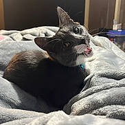 Ace joined the competition — help win amazing prizes! cat, black_and_white_cat, pet, animal, feline, tongue_out, tilted_head, whiskers, pointed_ears, collar, blue_tag, lying_down, bed, blanket, bedroom, indoors, cozy, portrait, close_up, funny