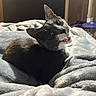 cat, black_and_white_cat, pet, animal, feline, tongue_out, tilted_head, whiskers, pointed_ears, collar, blue_tag, lying_down, bed, blanket, bedroom, indoors, cozy, portrait, close_up, funny