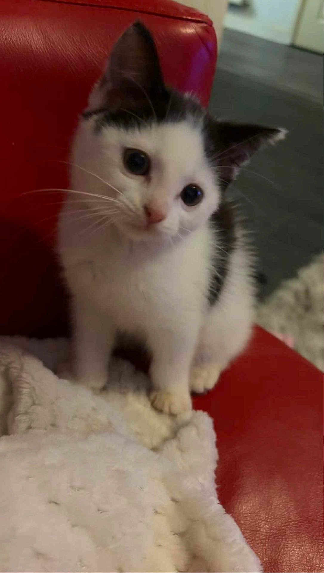 Felix joined the competition — help win amazing prizes! kitten, cat, white, black, fur, eyes, blanket, red_leather, chair, cute, pet, indoor, cozy, feline, whiskers, small, animal, curious, sitting, soft
