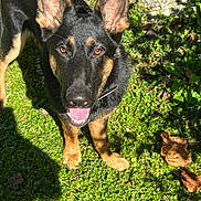 Bruno joined the competition — help win amazing prizes! animal, canine, closeup, daylight, dog, ears, face, fur, german_shepherd, grass, happy, leaf, nature, outdoor, panting, pet, playful, shadow, sunlight, tongue