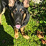 animal, canine, closeup, daylight, dog, ears, face, fur, german_shepherd, grass, happy, leaf, nature, outdoor, panting, pet, playful, shadow, sunlight, tongue