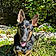 Bruno