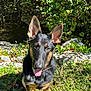 Bruno is registered to the contest to win money with this photo: animal, canine, daytime, dog, ears, fur, german_shepherd, grass, greenery, happy, nature, outdoor, pet, playful, puppy, rocks, sitting, sunlight, tongue, young