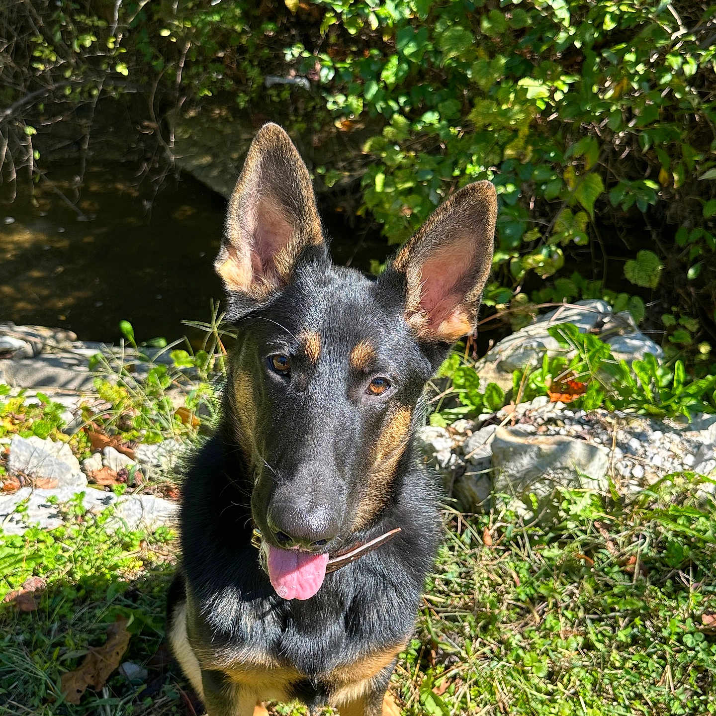Bruno is registered to the contest to win money with this photo: animal, canine, daytime, dog, ears, fur, german_shepherd, grass, greenery, happy, nature, outdoor, pet, playful, puppy, rocks, sitting, sunlight, tongue, young