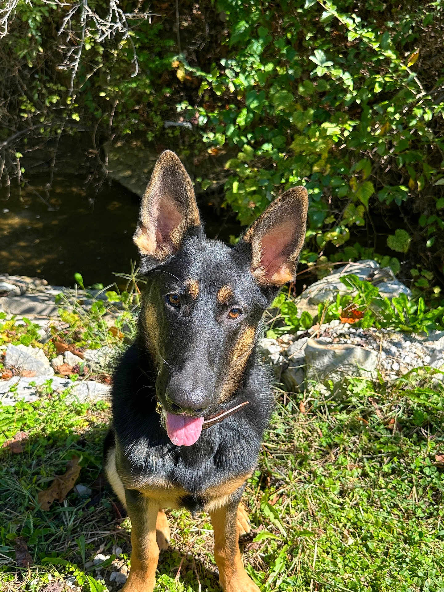 Bruno