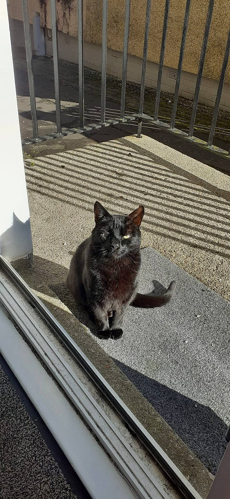 Gulliver joined the competition — help win amazing prizes! asphalt, black_cat, carnivore, cat, domestic_short_haired_cat, felidae, fence, fur, grey, metal, monochrome_photography, road_surface, russian_blue, shadow, sitting, small_to_medium_sized_cats, snout, tail, vertebrate, whiskers