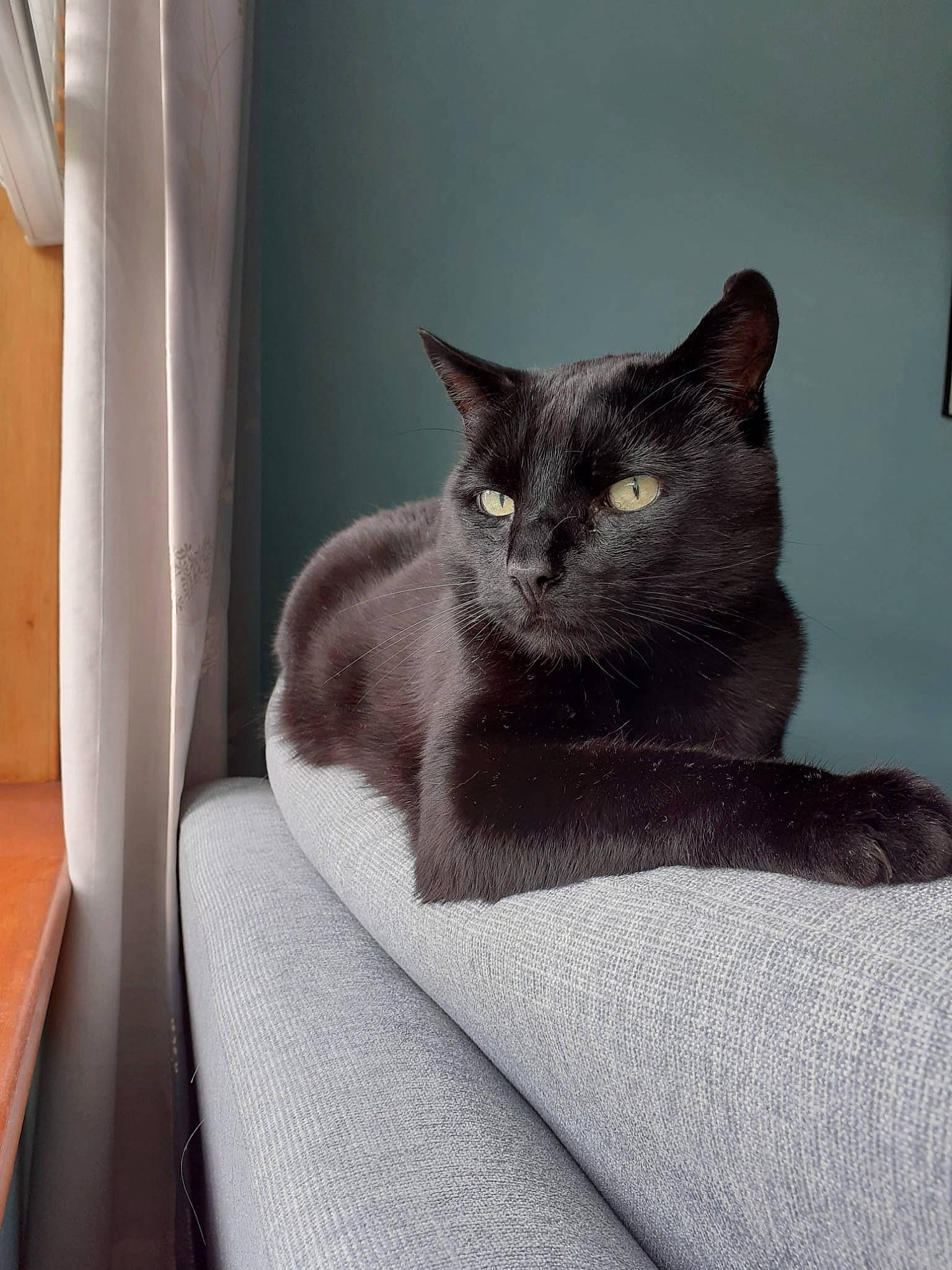 Gulliver is registered to the contest to win money with this photo: black_cat, carnivore, cat, cat_supply, comfort, curtain, domestic_short_haired_cat, felidae, fur, grey, linens, room, sitting, small_to_medium_sized_cats, snout, tail, whiskers