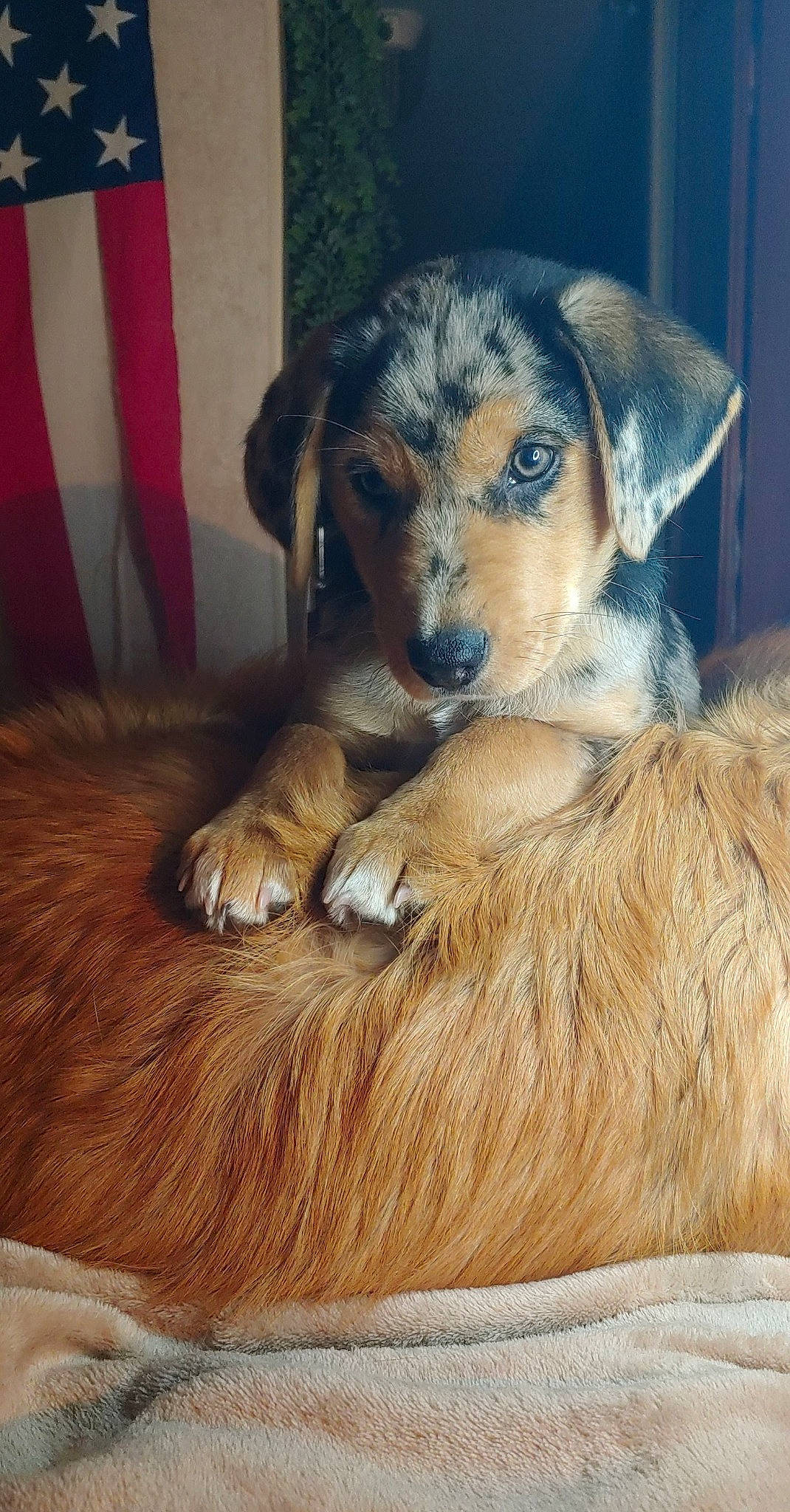 Cinch joined the competition — help win amazing prizes! canidae, carnivore, comfort, companion_dog, dog, dog_breed, fawn, flag, flooring, fur, hardwood, puppy, snout, sporting_group, terrestrial_animal, whiskers, wood, working_dog