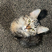 Rue joined the competition — help win amazing prizes! cat, tabby, fluffy, carpet, looking_up, curious, pet, feline, ears, tail, indoor, animal, whiskers, soft_fur, domestic_cat, cute, small, young_cat, texture, cozy