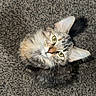 cat, tabby, fluffy, carpet, looking_up, curious, pet, feline, ears, tail, indoor, animal, whiskers, soft_fur, domestic_cat, cute, small, young_cat, texture, cozy