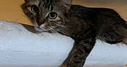 Rue joined the competition — help win amazing prizes! animal, appliance, bottle, cat, clutter, container, curious, domestic, feline, home, indoor, kitchen, looking, lounging, pet, pipe, relaxed, shelf, stove, tabby