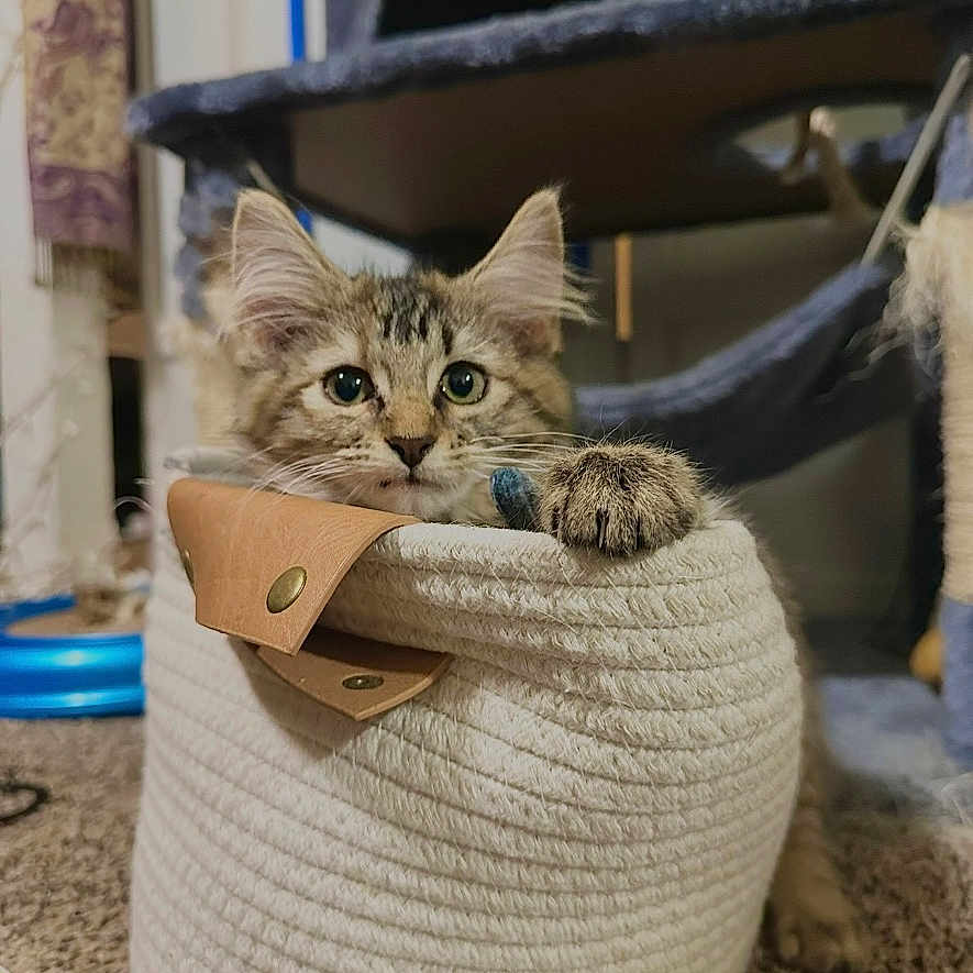 Rue is registered to the contest to win money with this photo: kitten, cat, basket, indoor, carpet, cat_tree, paw, pet, curious, feline, cozy, playful, animal, domestic, home, fur, whiskers, ears, toy, relaxed