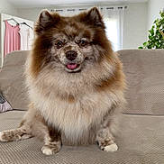 Chica a rejoint le concours — aidez-le/la à gagner de superbes lots ! dog, pomeranian, fluffy, merle, tongue_out, sitting, couch, sofa, indoor, living_room, curtains, houseplant, pet, fur, ears, paws, portrait, cozy, brown, adorable