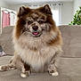 dog, pomeranian, fluffy, merle, tongue_out, sitting, couch, sofa, indoor, living_room, curtains, houseplant, pet, fur, ears, paws, portrait, cozy, brown, adorable