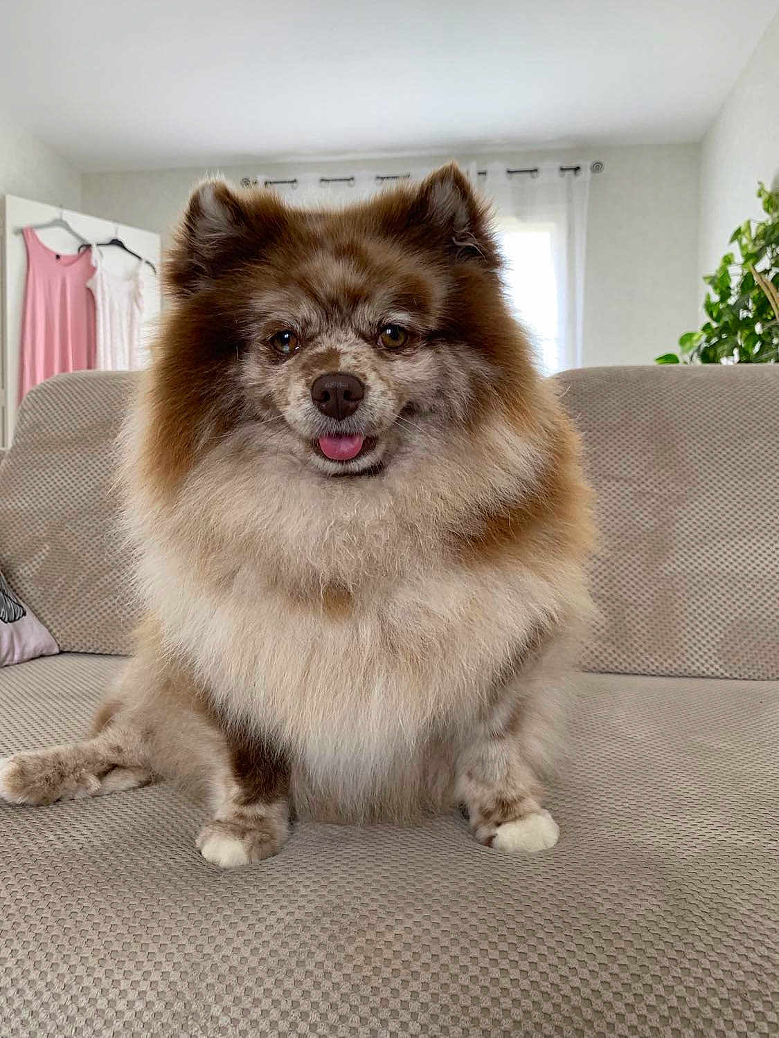Chica a rejoint le concours — aidez-le/la à gagner de superbes lots ! dog, pomeranian, fluffy, merle, tongue_out, sitting, couch, sofa, indoor, living_room, curtains, houseplant, pet, fur, ears, paws, portrait, cozy, brown, adorable