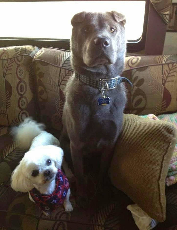 Reed is registered to the contest to win money with this photo: canidae, carnivore, comfort, companion_dog, couch, dog, dog_breed, dog_collar, dog_supply, fawn, fur, liver, mammal, pet_supply, small_terrier, snout, sporting_group, toy_dog, whiskers, working_animal