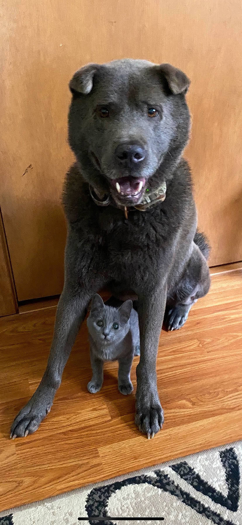 Reed joined the competition — help win amazing prizes! borador, canidae, carnivore, cat, companion_dog, dog, dog_breed, flooring, fur, grey, hardwood, non_sporting_group, snout, sporting_group, tail, terrestrial_animal, whiskers, wood, wood_flooring, working_animal