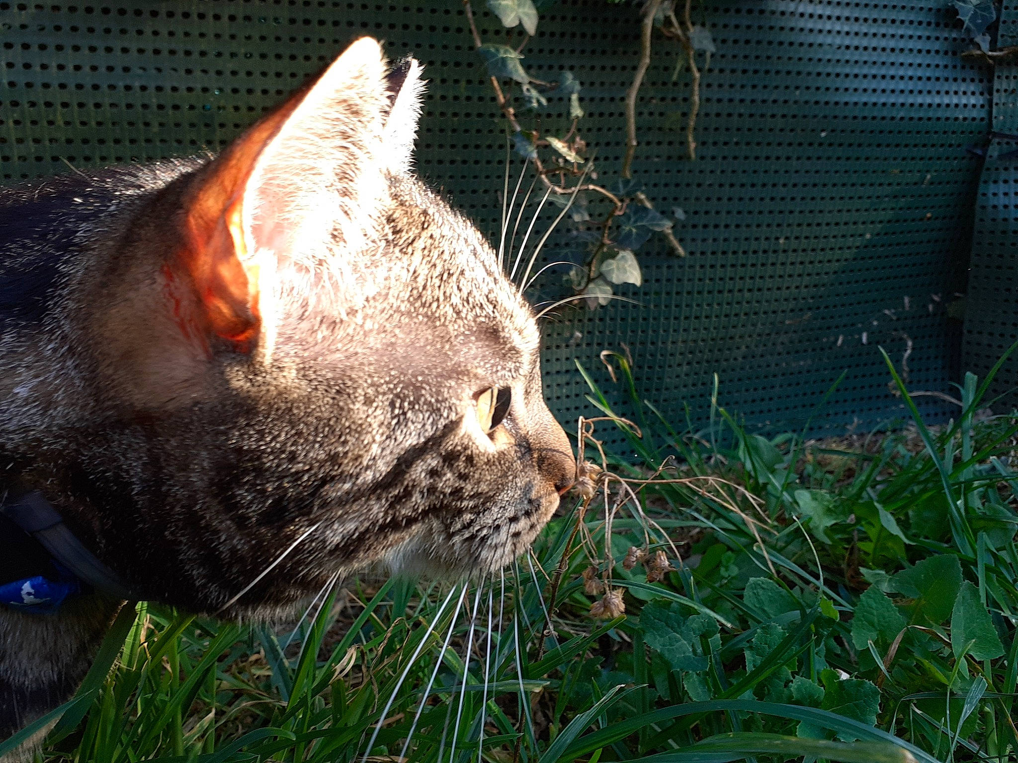 Pâté a rejoint le concours — aidez-le/la à gagner de superbes lots ! carnivore, cat, comfort, domestic_short_haired_cat, fawn, felidae, fur, grass, mesh, organism, plant, small_to_medium_sized_cats, snout, terrestrial_animal, terrestrial_plant, whiskers, wildlife, wire_fencing