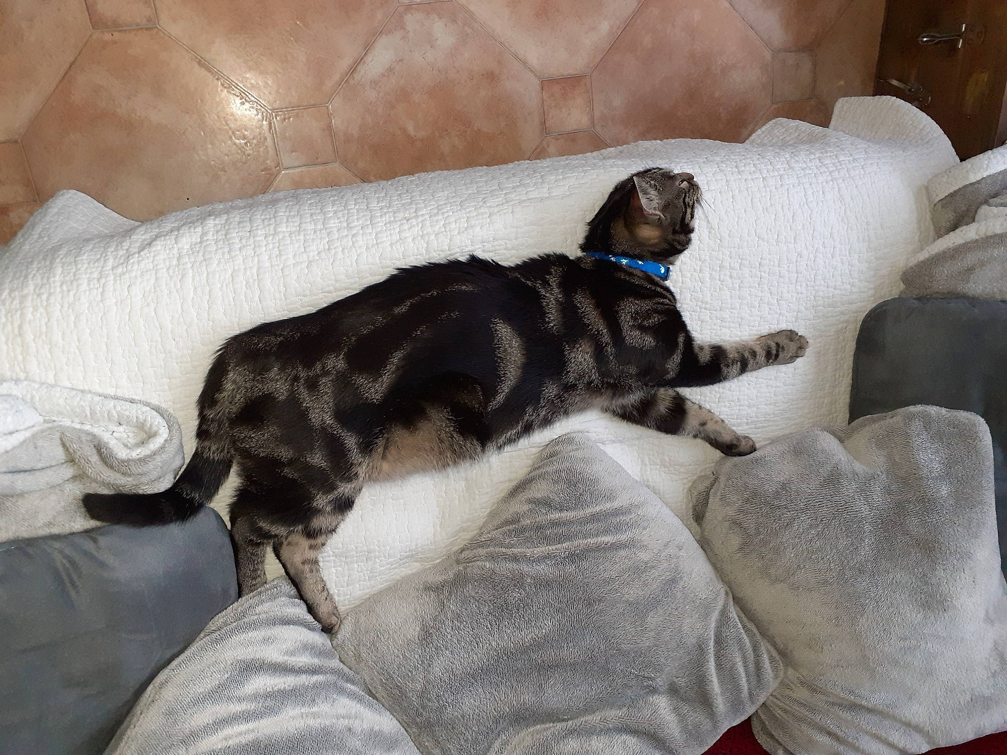 Pâté a rejoint le concours — aidez-le/la à gagner de superbes lots ! black_cat, carnivore, comfort, companion_dog, couch, dog_breed, domestic_short_haired_cat, felidae, fur, grey, linens, nap, paw, small_to_medium_sized_cats, sporting_group, studio_couch, tail, terrestrial_animal, vertebrate, whiskers