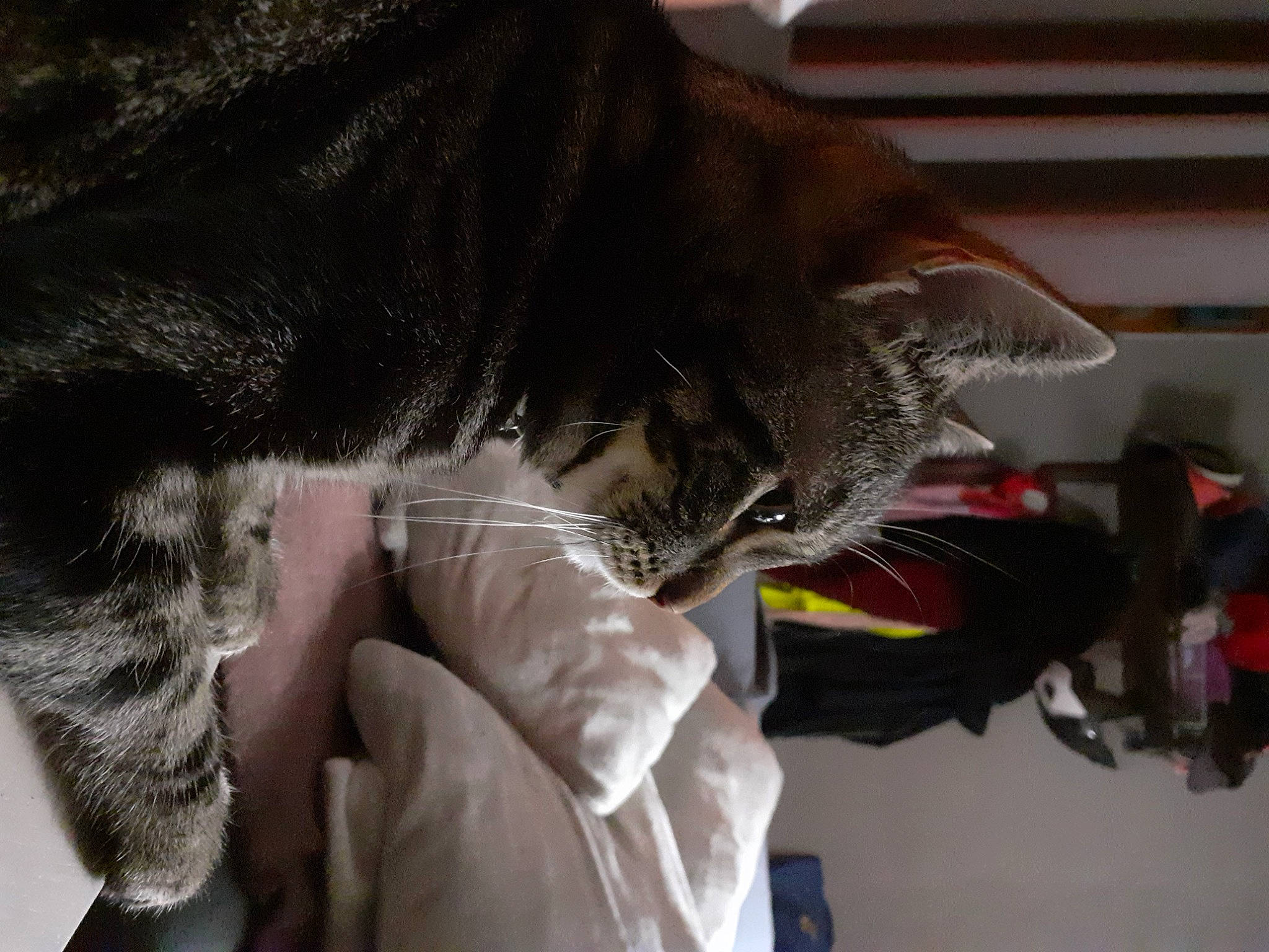 Pâté participe au concours pour gagner de l'argent avec cette photo : carnivore, cat, claw, comfort, curious, domestic_short_haired_cat, ear, felidae, fur, gesture, nap, paw, small_to_medium_sized_cats, snout, tail, whiskers