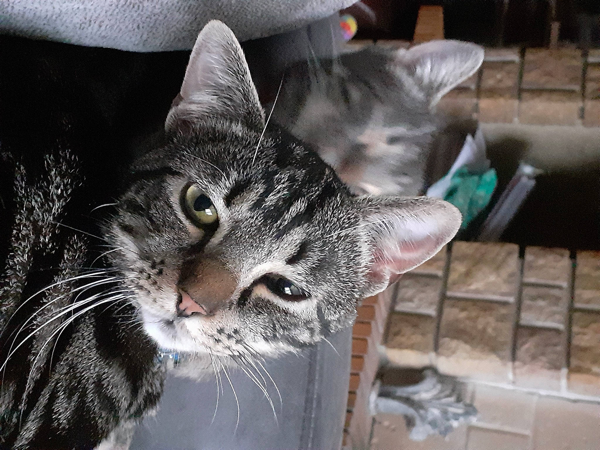 Pâté a rejoint le concours — aidez-le/la à gagner de superbes lots ! carnivore, cat, claw, domestic_short_haired_cat, door, ear, felidae, fur, grey, organism, paw, small_to_medium_sized_cats, snout, tree, whiskers, wildlife, window