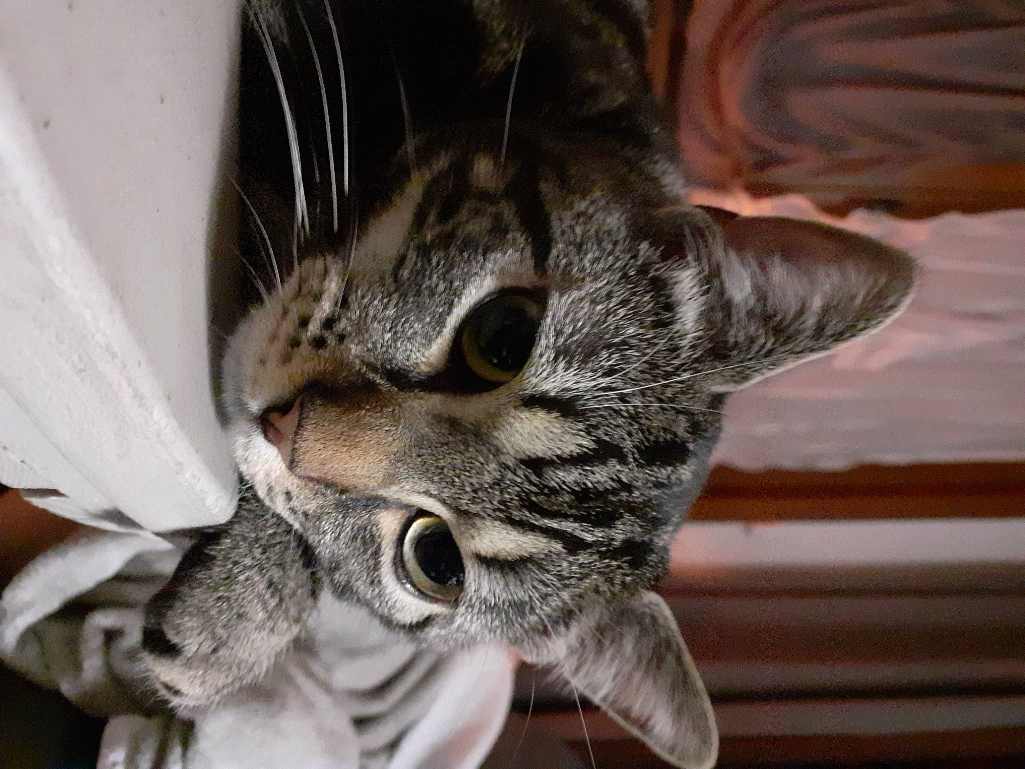 Pâté participe au concours pour gagner de l'argent avec cette photo : carnivore, cat, claw, domestic_short_haired_cat, ear, felidae, fur, paw, small_to_medium_sized_cats, snout, tree, whiskers, wildlife, wood