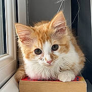 Mango is registered to the contest to win money with this photo: kitten, cat, orange_and_white, book, window, curtain, indoor, pet, furry, cute, young, animal, resting, curious, cozy, natural_light, domestic, whiskers, paws, soft