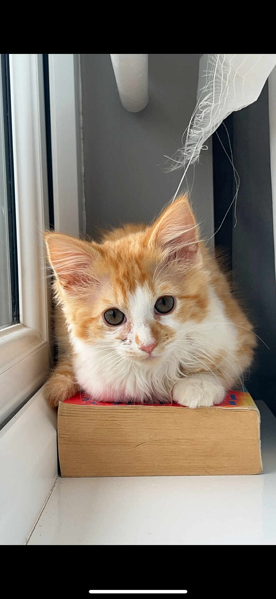 Mango is registered to the contest to win money with this photo: kitten, cat, orange_and_white, book, window, curtain, indoor, pet, furry, cute, young, animal, resting, curious, cozy, natural_light, domestic, whiskers, paws, soft