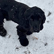 Adès participe au concours pour gagner de l'argent avec cette photo : adorable, animal, black_fur, canine, cold, cute, dog, fur, looking_up, nature, outdoor, pet, playful, puppy, snow, snow_covered, snowflakes, walking, winter, young