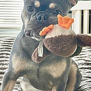 Bella is registered to the contest to win money with this photo: dog, french_bulldog, toy, plush_toy, indoor, blanket, pet, animal, window, curtain, furniture, cozy, sitting, ears, cute, mammal, domestic_animal, fur, playful, companion