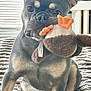 dog, french_bulldog, toy, plush_toy, indoor, blanket, pet, animal, window, curtain, furniture, cozy, sitting, ears, cute, mammal, domestic_animal, fur, playful, companion