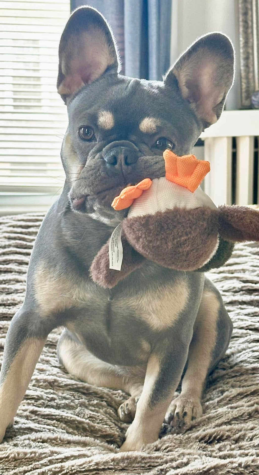 Bella