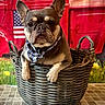 american_flag, animal, basket, closeup, cute, decor, dog, domestic_animal, face, french_bulldog, indoor, paw, pet, pet_accessory, plaid_bandana, portrait, red_background, table, vintage_truck, woven_basket