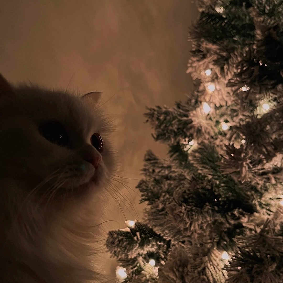 Nala is registered to the contest to win money with this photo: cat, white_cat, fluffy, christmas_tree, lights, holiday, decorations, indoor, pet, feline, cozy, warm_lighting, soft_light, close_up, animal, festive, night, tree, ornaments, cute