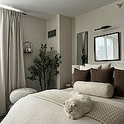 Nala joined the competition — help win amazing prizes! cat, white_cat, bed, bedding, pillows, cream, brown, plant, pouf, curtains, mirror, framed_art, bedroom, interior, decor, cozy, relaxing, minimalist, furniture, peaceful